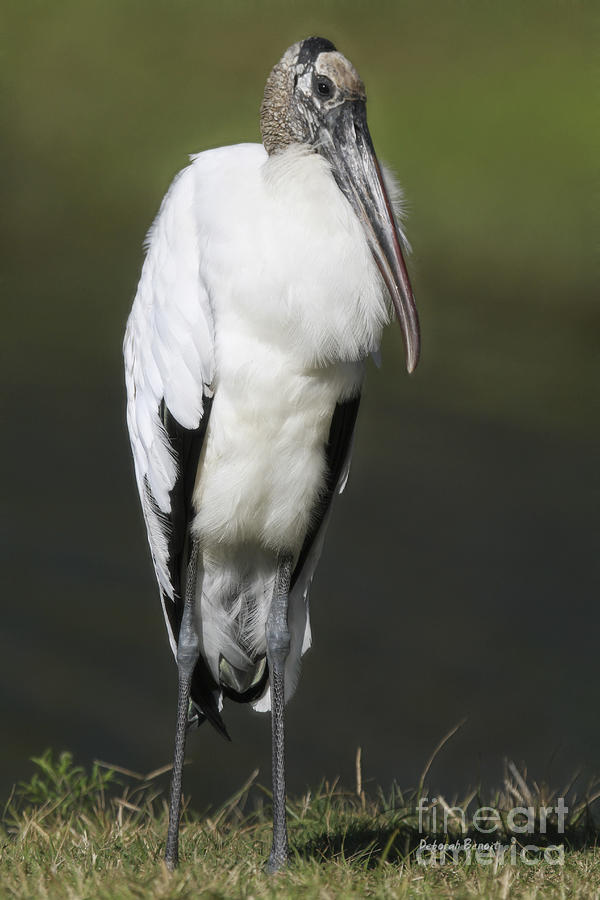 Wood Stork 1112 Photograph by Deborah Benoit