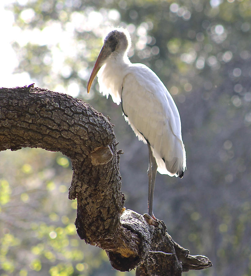 Wood Stork at Magnolia Cemetery    tery Photograph by Jeanne Juhos