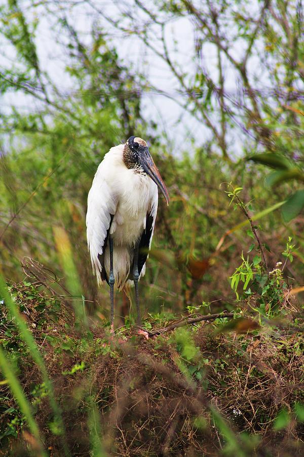 Wood Stork At Rest Photograph