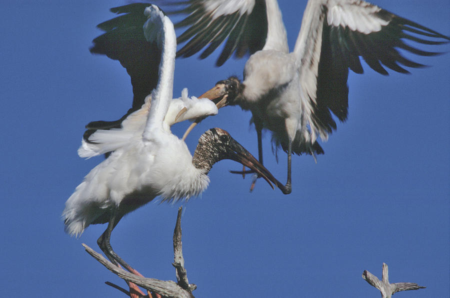 Wood stork fight Photograph by Bradford Martin