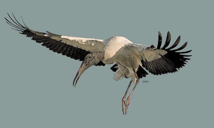 Wood Stork Flight Digital Art by Larry Linton