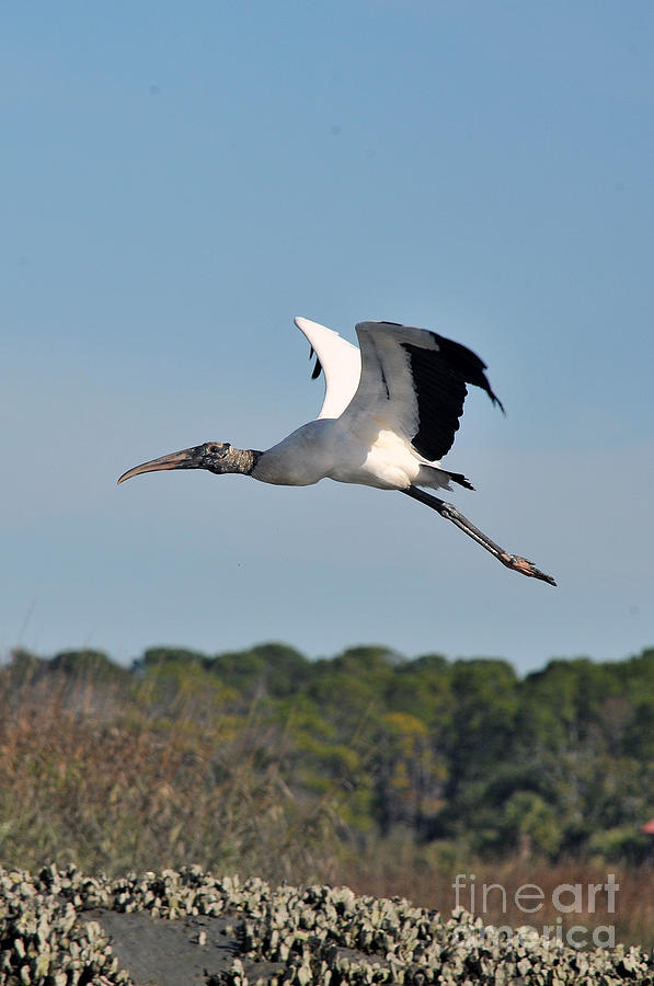 Wood stork flying Photograph by Dan Friend