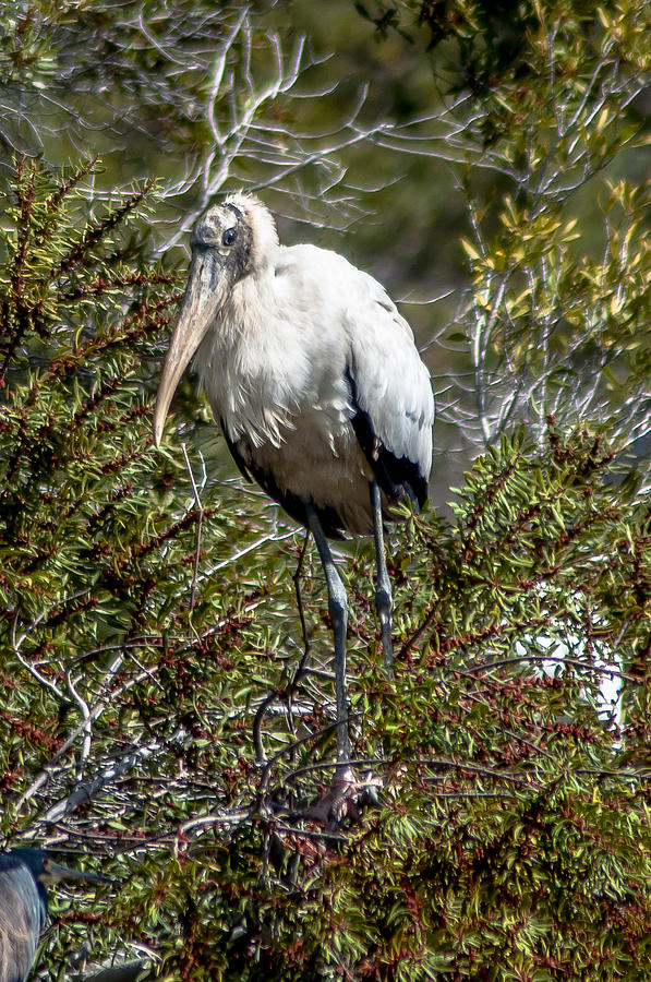 Wood Stork Photograph - Wood Stork In Tee Top by Charles Moore Wood Stork Photograph - Wood Stork In Tee Top by Charles Moore