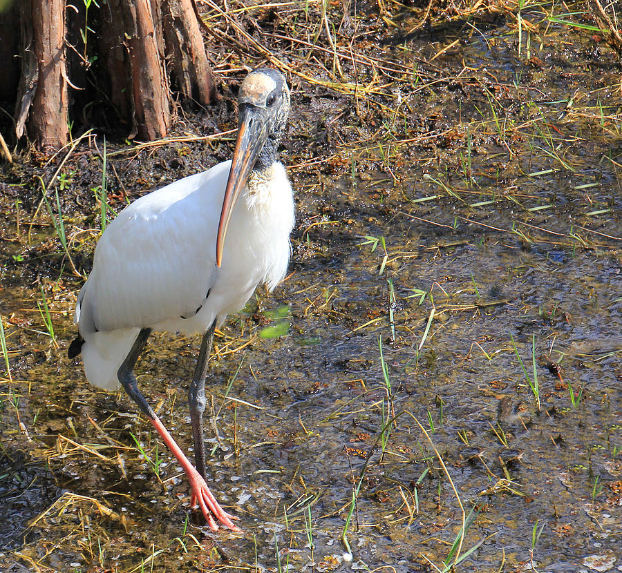 Wood Stork in the Swamp Photograph by Rosalie Scanlon