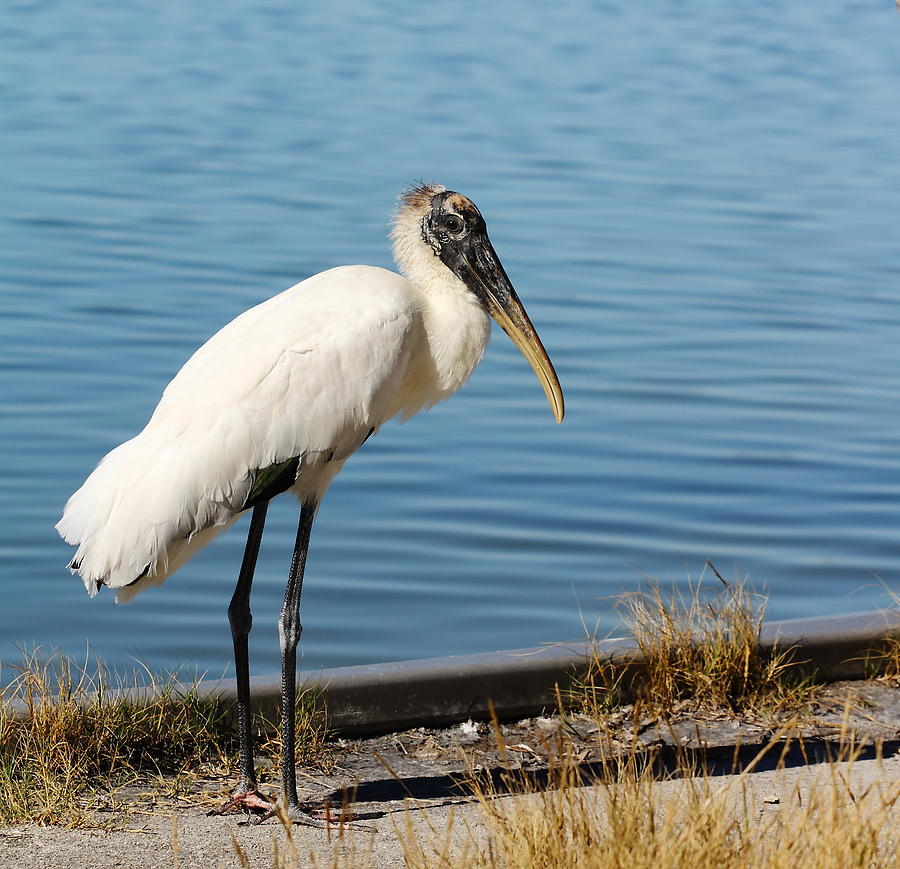 Wood Stork Photograph by Katherine White