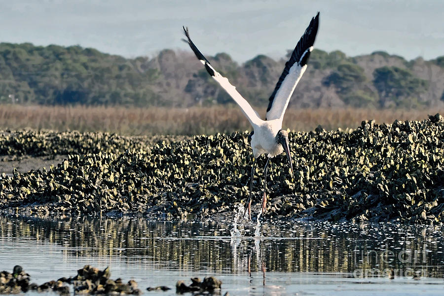 Wood Stork landing Photograph by Dan Friend