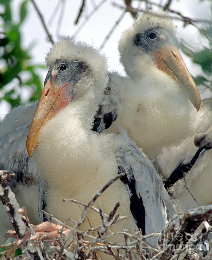 Wood Stork Nestlings Photograph by Millard H. Sharp