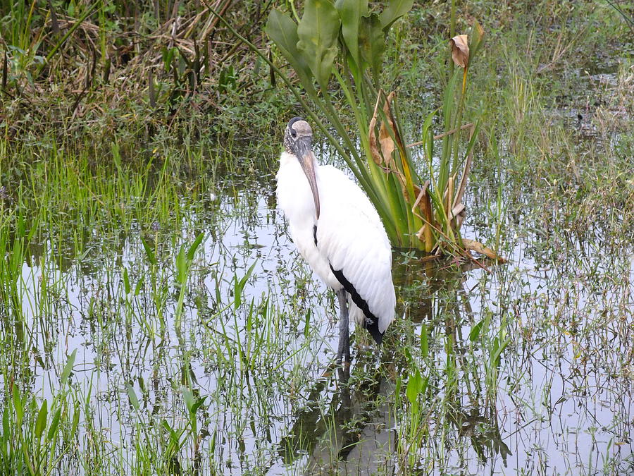 Wood Stork Photograph by Peggy King
