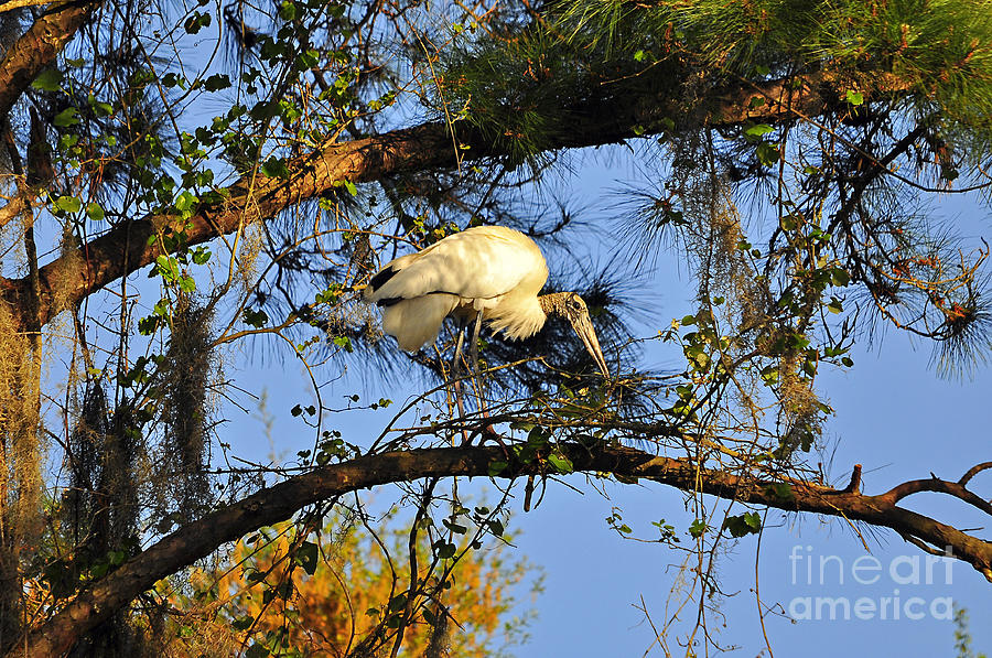 Stork Photograph - Wood Stork Perch by Al Powell Photography USA