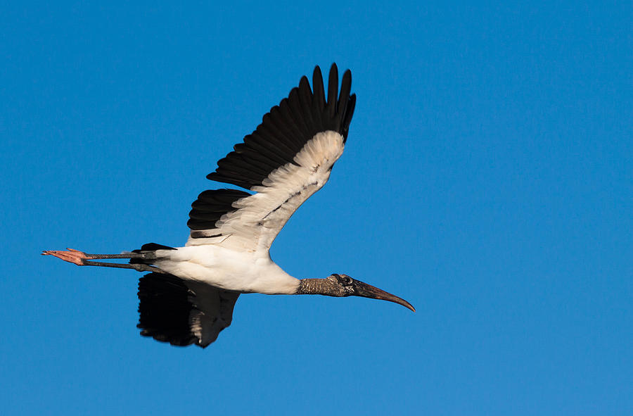 Wood Stork Photograph by Raul Rodriguez