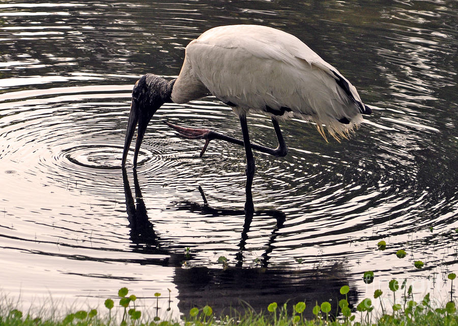 Wood Stork Reflections Photograph by Lydia Holly
