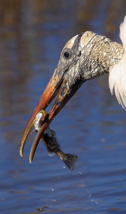 Wood Stork With Fish Photograph by Bruce J Robinson