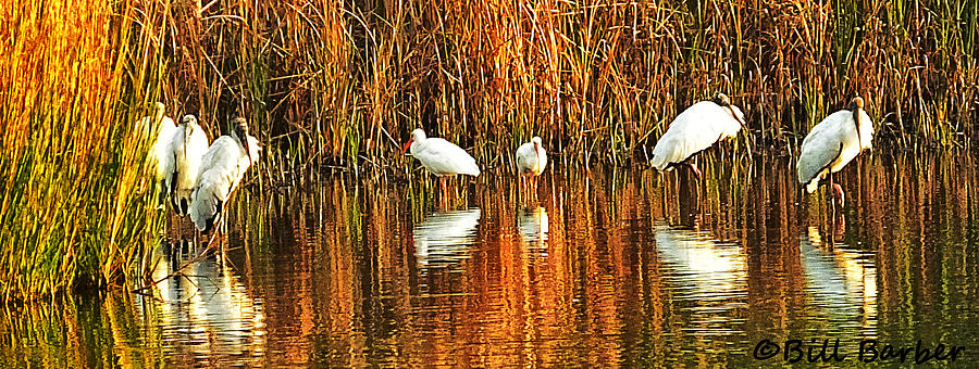 Wood Storks and 2 Ibis Photograph by Bill Barber