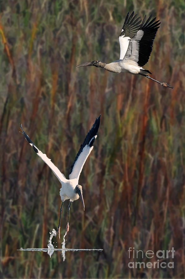 Wood Storks Photograph by Dan Friend