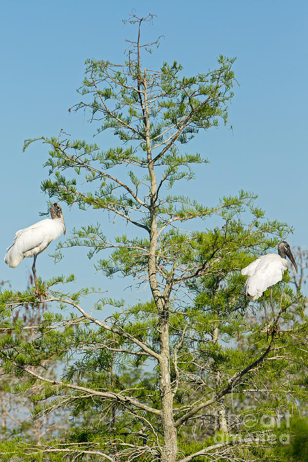 Wood Storks In The Everglades Photograph By Natural Focal Point ...