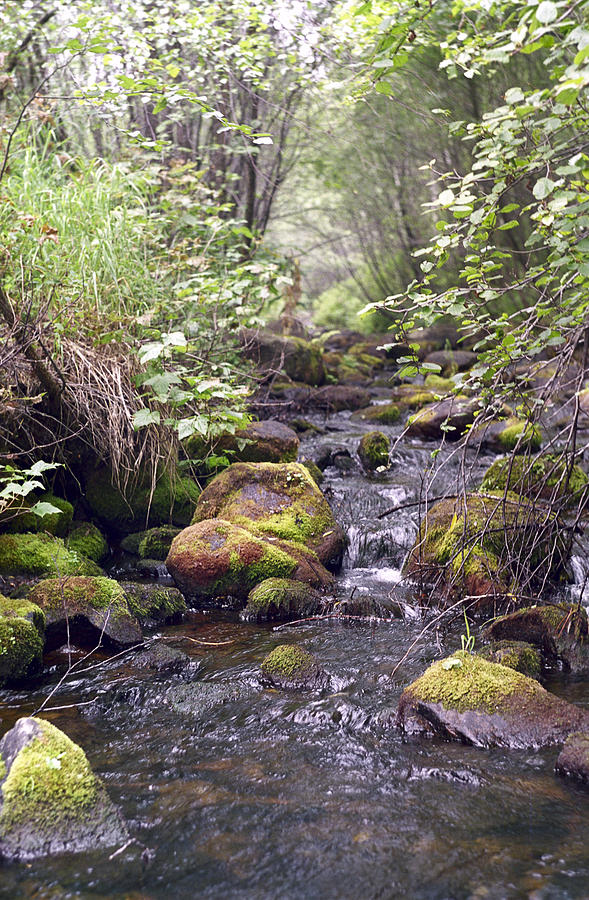 Wood stream with stones moss-grown Photograph by Roman Popov