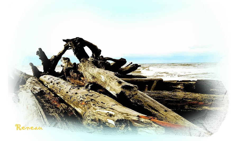 Driftwood Buddies 2 Photograph by A L Sadie Reneau