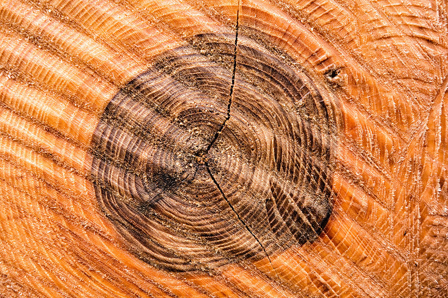 Wood surface with annual rings Photograph by Matthias Hauser