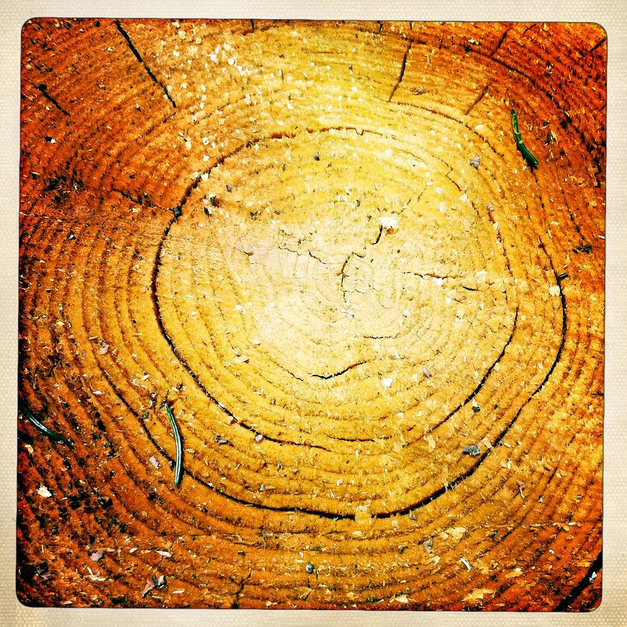 Wood Texture Of A Tree Log Photograph