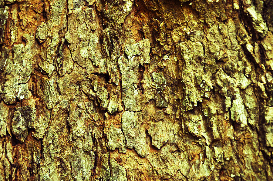 Nature Photograph - Wood Texture by Venkatesh B