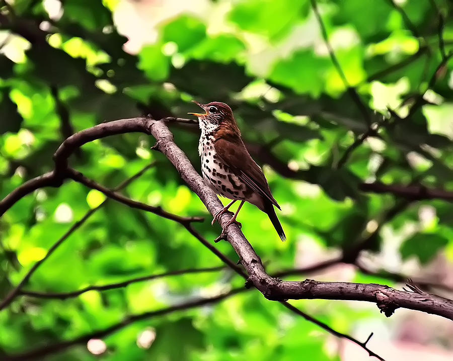 Wood Thrush Singing Photograph by Flees Photos