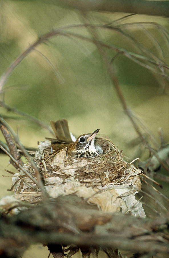 Wood Thrush Sitting On Nest Photograph by Paul J. Fusco