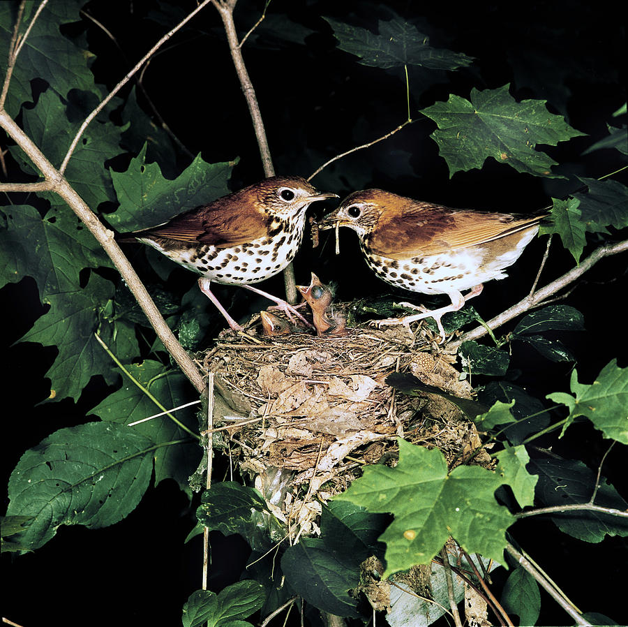 Wood Thrushes Feeding Young Photograph by G Ronald Austing