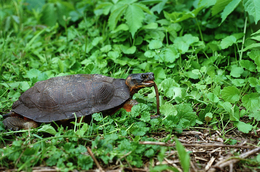 Wood Turtle Eating Earthworm Photograph by Paul J. Fusco