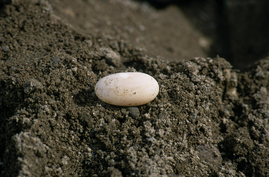 Wood Turtle Egg Photograph by C.r. Sharp