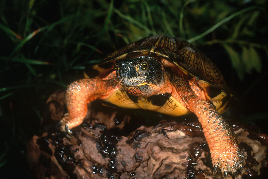Wood Turtle Photograph by Steve Cooper