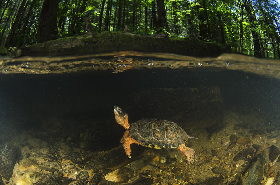 Wood Turtle Swimming North America Photograph by Pete Oxford