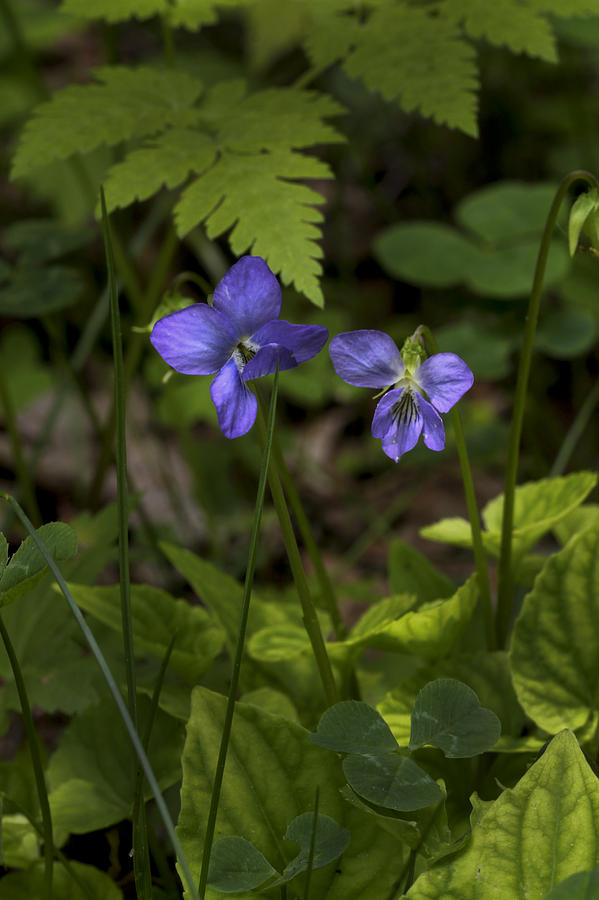 Wood Violets Photograph by Robert Camp