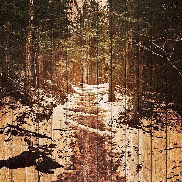 Landscape Photograph - #wood #woods #forest #layers #path by Scott Brash