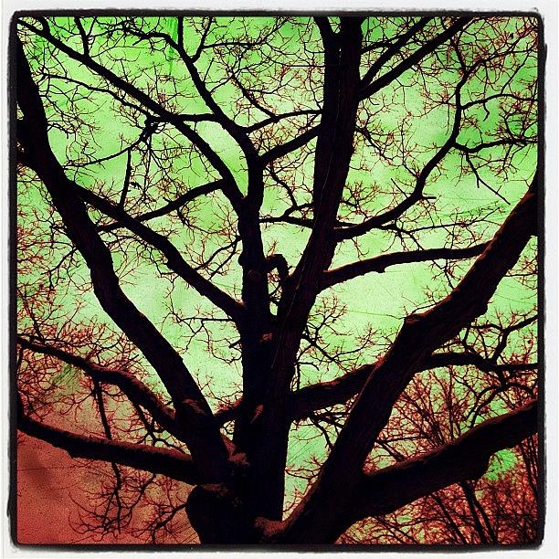Nature Photograph - #woodcamera #tree #treehugger by Frank R