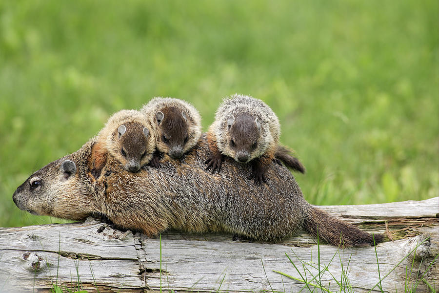 Woodchuck Carrying Young  Photograph by Jurgen and Christine Sohns