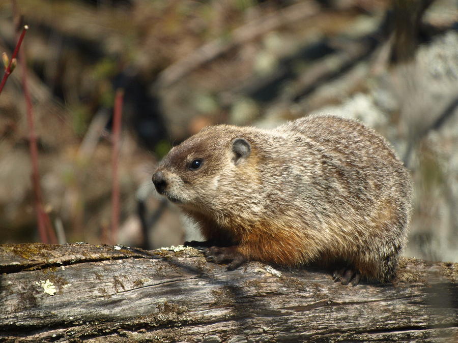 Woodchuck Photograph by James Peterson