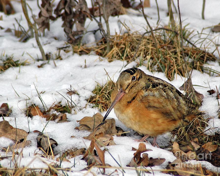 American Woodcock in Snow Photograph by Timothy Flanigan