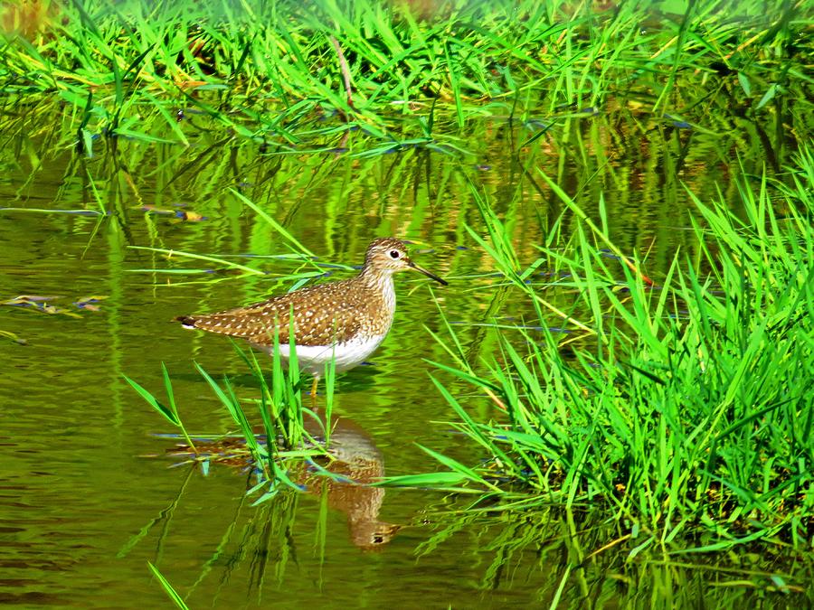 Solitary Sandpiper Photograph by MTBobbins Photography