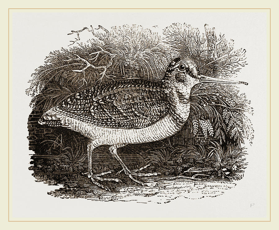 Woodcock Drawing - Woodcock by Litz Collection