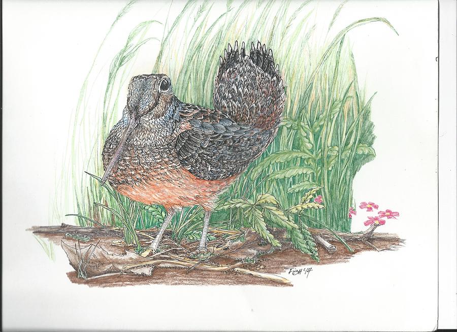 Woodcock Drawing - Woodcock by Mary Fish