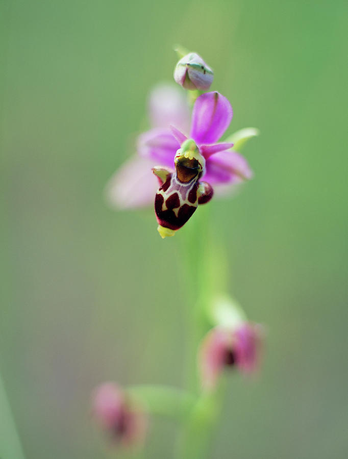 Wildflower Photograph - Woodcock Orchid (ophrys Scolopax) by Rachel Warne/science Photo Library Wildflower Photograph - Woodcock Orchid (ophrys Scolopax) by Rachel Warne/science Photo Library