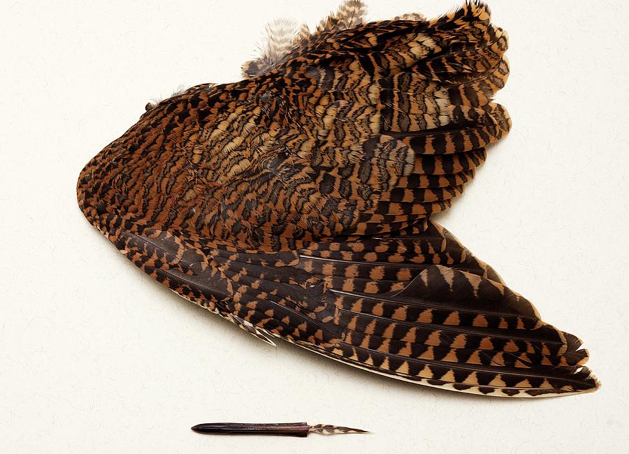 Feather Photograph - Woodcock Pin-feather by Sheila Terry/science Photo Library