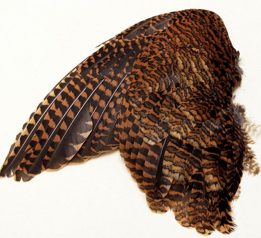 Feather Photograph - Woodcock Wing by Sheila Terry/science Photo Library