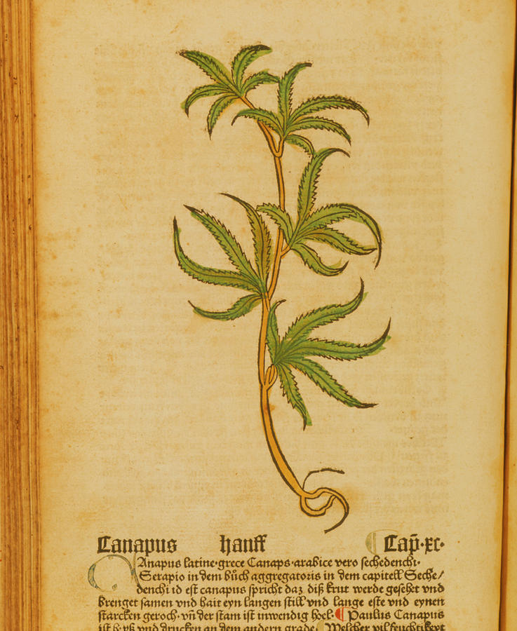 Woodcut Illustration Of Cannabis Sativa Photograph by National Library Of Medicine/science Photo Library
