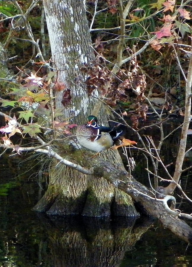 Woodduck Perch Photograph by Sheri McLeroy