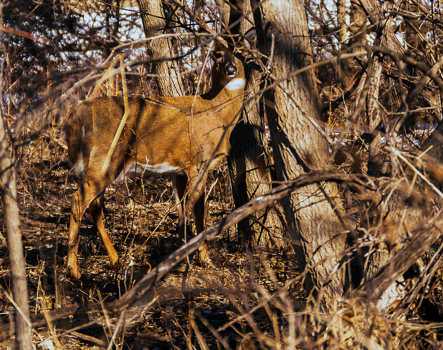Wooded Doe Photograph by Ed Peterson
