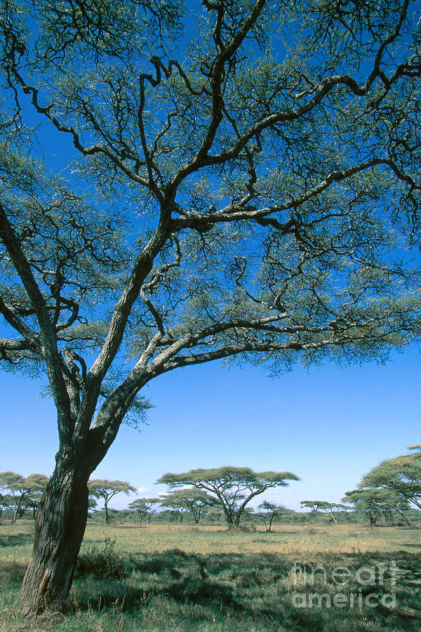 Wooded Grassland In Tanzania Photograph by Gregory G. Dimijian, M.D.