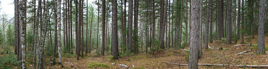Wooded Panorama in Our Northeast Photograph by Kim DePietro