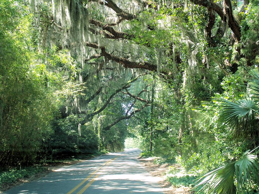 Wooded Park Photograph by Nereida Slesarchik Cedeno Wilcoxon - Fine Art ...