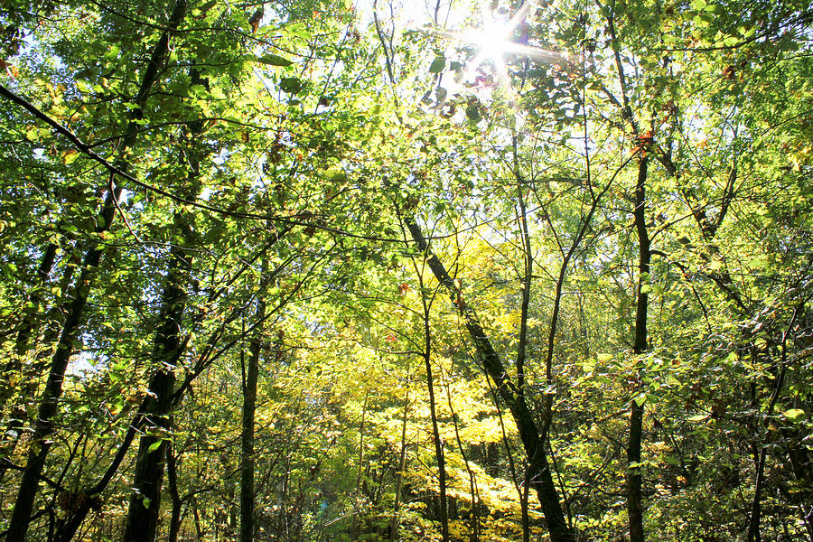 Wooded Sunshine by Inspired Arts Wooded Sunshine by Inspired Arts